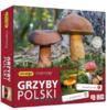 obrazek Memo  Grzyby Polski 
