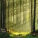 obrazek Black Forest (edycja angielska) 