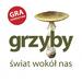 obrazek Grzyby - Świat Wokół Nas 